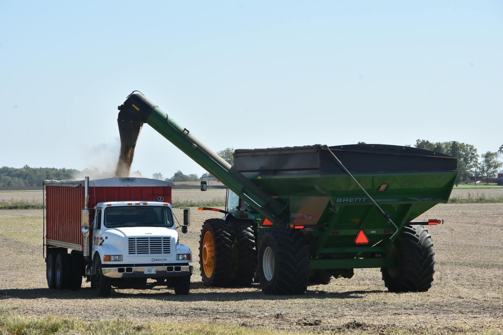 Grain being transferred from a cart to a truck during harvest in an open field on a sunny day.